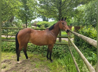 Caballo de salto Oldenburgo, Yegua, 10 años, 169 cm, Castaño