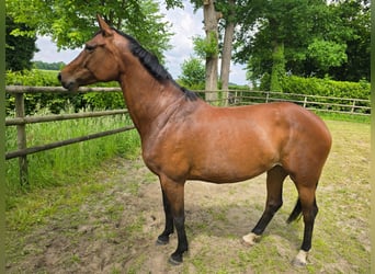 Caballo de salto Oldenburgo, Yegua, 10 años, 169 cm, Castaño