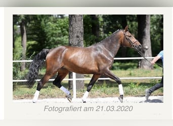 Caballo de salto Oldenburgo, Yegua, 10 años, 170 cm, Castaño