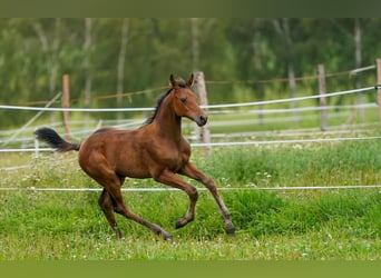 Caballo de salto Oldenburgo, Yegua, 10 años, 170 cm, Castaño