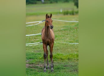 Caballo de salto Oldenburgo, Yegua, 10 años, 170 cm, Castaño