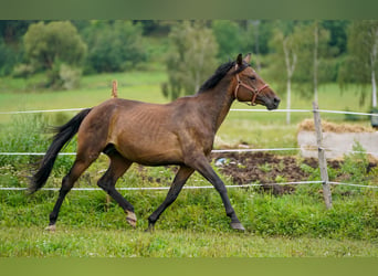 Caballo de salto Oldenburgo, Yegua, 10 años, 170 cm, Castaño