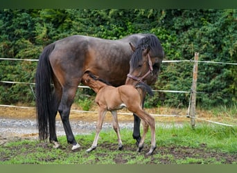 Caballo de salto Oldenburgo, Yegua, 10 años, 170 cm, Castaño