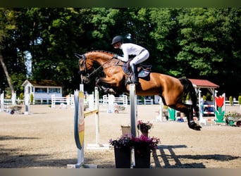 Caballo de salto Oldenburgo, Yegua, 10 años, 170 cm, Castaño