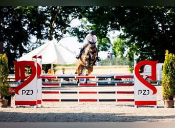 Caballo de salto Oldenburgo, Yegua, 10 años, 170 cm, Castaño