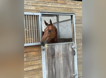 Caballo de salto Oldenburgo, Yegua, 10 años, 171 cm, Castaño