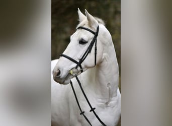 Caballo de salto Oldenburgo, Yegua, 11 años, 165 cm, Tordo