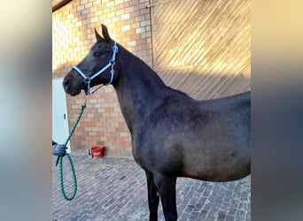 Caballo de salto Oldenburgo, Yegua, 11 años, 167 cm, Morcillo