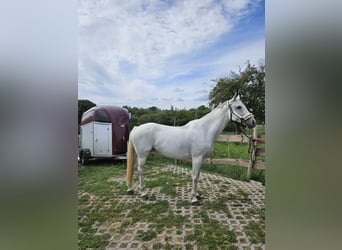 Caballo de salto Oldenburgo, Yegua, 11 años, 167 cm, Tordo