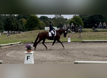 Caballo de salto Oldenburgo, Yegua, 11 años, 174 cm, Alazán-tostado