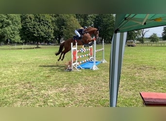 Caballo de salto Oldenburgo, Yegua, 11 años, 174 cm, Alazán-tostado