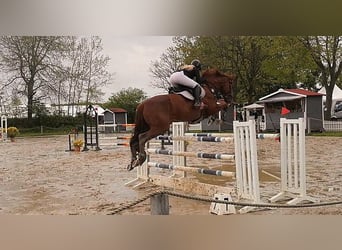 Caballo de salto Oldenburgo, Yegua, 11 años, 174 cm, Alazán-tostado