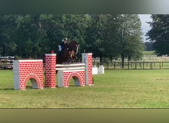 Caballo de salto Oldenburgo, Yegua, 11 años, 174 cm, Alazán-tostado