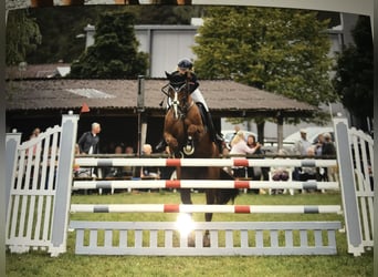 Caballo de salto Oldenburgo, Yegua, 11 años, 174 cm, Alazán-tostado