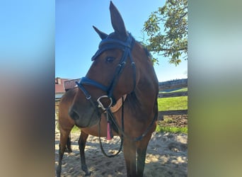 Caballo de salto Oldenburgo, Yegua, 11 años, Castaño