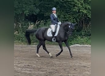 Caballo de salto Oldenburgo, Yegua, 12 años, 158 cm, Negro