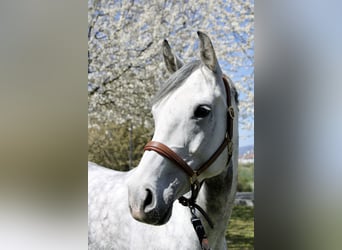 Caballo de salto Oldenburgo, Yegua, 12 años, 164 cm, Tordo picazo