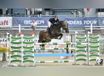 Caballo de salto Oldenburgo, Yegua, 12 años, 165 cm, Castaño oscuro