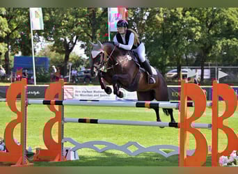 Caballo de salto Oldenburgo, Yegua, 12 años, 168 cm, Castaño