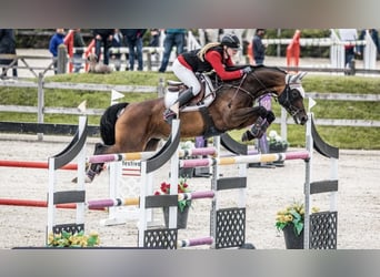 Caballo de salto Oldenburgo, Yegua, 12 años, 168 cm, Castaño