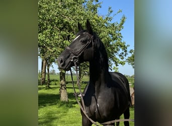 Caballo de salto Oldenburgo, Yegua, 12 años, 168 cm, Negro