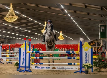 Caballo de salto Oldenburgo, Yegua, 12 años, 173 cm, Tordo