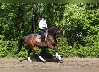 Caballo de salto Oldenburgo, Yegua, 13 años, 164 cm, Castaño