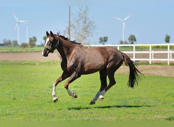 Caballo de salto Oldenburgo, Yegua, 13 años, 165 cm, Alazán-tostado