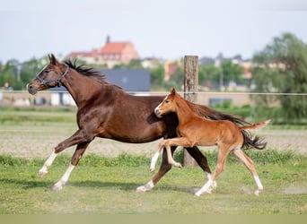 Caballo de salto Oldenburgo, Yegua, 13 años, 165 cm, Alazán-tostado