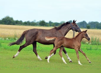 Caballo de salto Oldenburgo, Yegua, 13 años, 165 cm, Alazán-tostado