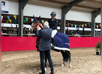 Caballo de salto Oldenburgo, Yegua, 13 años, 165 cm, Castaño oscuro