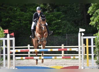 Caballo de salto Oldenburgo, Yegua, 13 años, 168 cm, Alazán-tostado