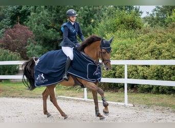 Caballo de salto Oldenburgo, Yegua, 13 años, 169 cm, Alazán