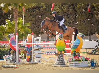 Caballo de salto Oldenburgo, Yegua, 13 años, 169 cm, Alazán