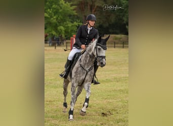 Caballo de salto Oldenburgo, Yegua, 13 años, 170 cm, Tordo