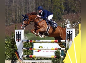 Caballo de salto Oldenburgo, Yegua, 13 años, 174 cm, Alazán