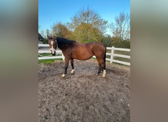 Caballo de salto Oldenburgo, Yegua, 14 años, 157 cm, Castaño