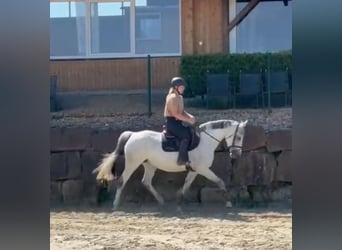 Caballo de salto Oldenburgo, Yegua, 14 años, 162 cm, Tordo