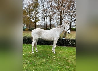 Caballo de salto Oldenburgo, Yegua, 14 años, 167 cm, Tordo