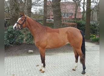 Caballo de salto Oldenburgo, Yegua, 14 años, 168 cm, Castaño