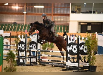 Caballo de salto Oldenburgo, Yegua, 14 años, 170 cm, Castaño