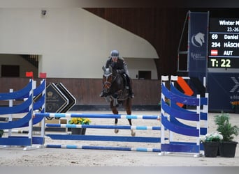 Caballo de salto Oldenburgo, Yegua, 14 años, 170 cm, Castaño