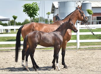 Caballo de salto Oldenburgo, Yegua, 14 años, 170 cm, Castaño rojizo