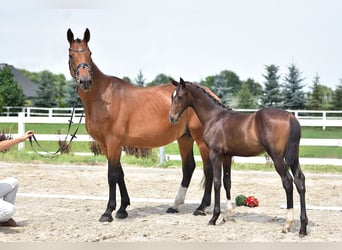 Caballo de salto Oldenburgo, Yegua, 14 años, 170 cm, Castaño rojizo