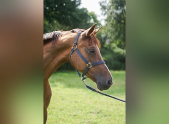 Caballo de salto Oldenburgo, Yegua, 14 años, 171 cm, Alazán-tostado