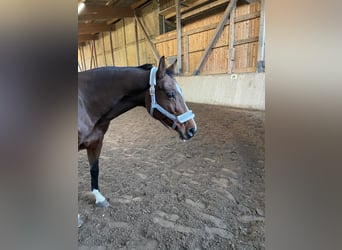 Caballo de salto Oldenburgo, Yegua, 15 años, 157 cm, Castaño