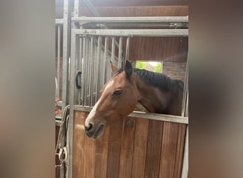 Caballo de salto Oldenburgo, Yegua, 15 años, 157 cm, Castaño