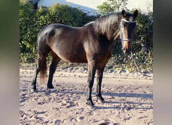 Caballo de salto Oldenburgo, Yegua, 15 años, 164 cm, Castaño oscuro