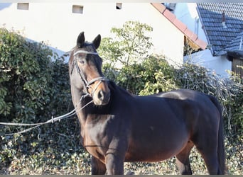 Caballo de salto Oldenburgo, Yegua, 15 años, 164 cm, Castaño oscuro