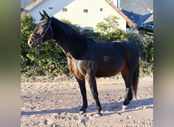 Caballo de salto Oldenburgo, Yegua, 15 años, 164 cm, Castaño oscuro